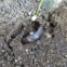 Slug
