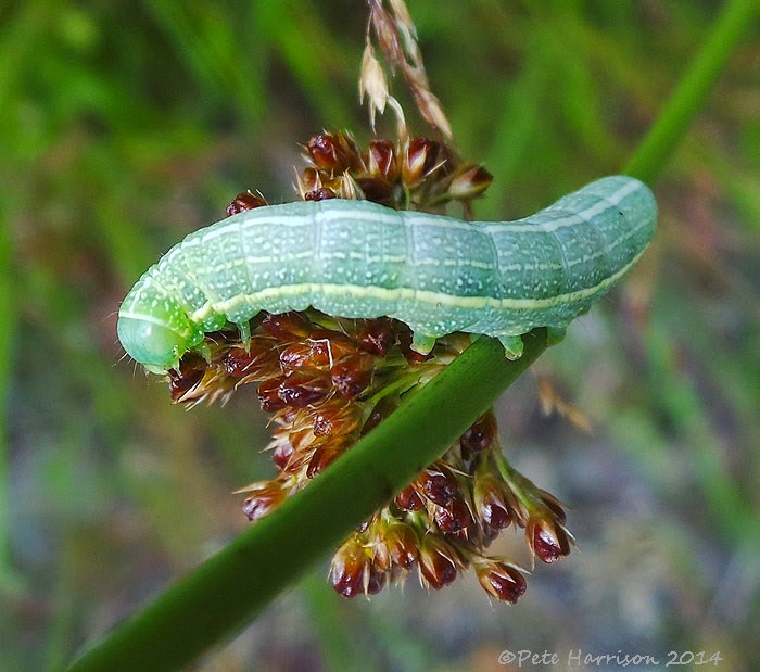 [green-caterpillar-22.jpg]