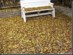 IMG_0006 IMG_0006
