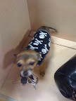 And Minnow is gathering up quite a little wardrobe.  She likes the urban, edgier get-ups...