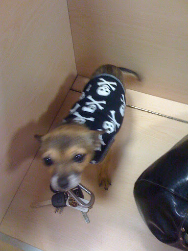 And Minnow is gathering up quite a little wardrobe.  She likes the urban, edgier get-ups...