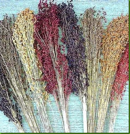 Broom Corn Broom Corn