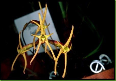 OR Cryptocentrum latifolium OR Cryptocentrum latifolium