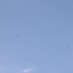 These little noisy birds were everywhere These little noisy birds were everywhere
