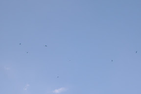 These little noisy birds were everywhere These little noisy birds were everywhere