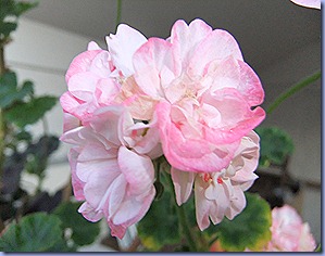 DSCF1918