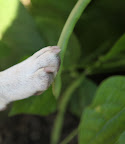 These green beans look great.