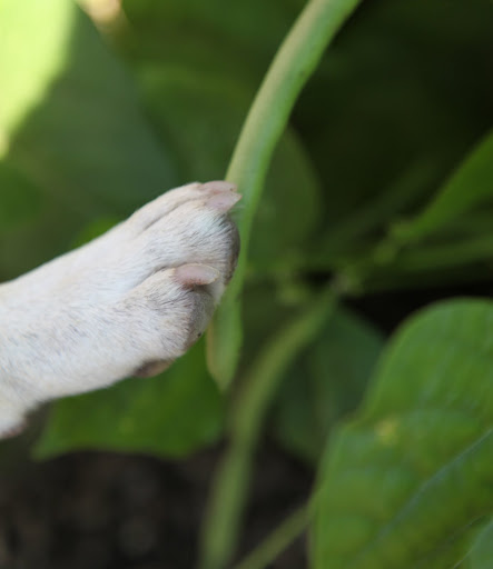 These green beans look great.