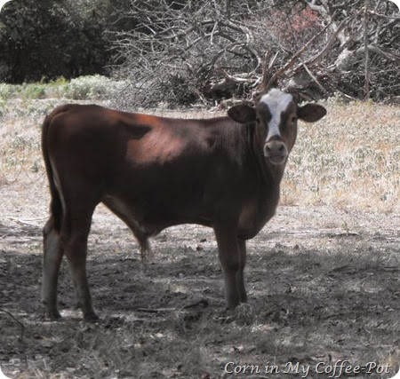 September calf