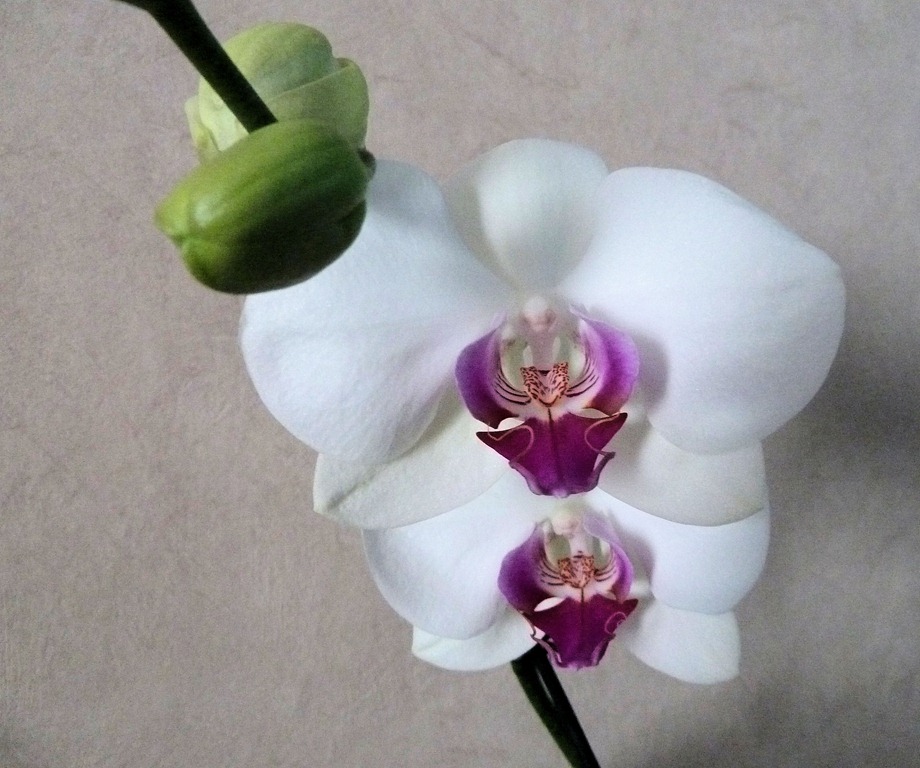 [2013-orchid1%255B5%255D.jpg]