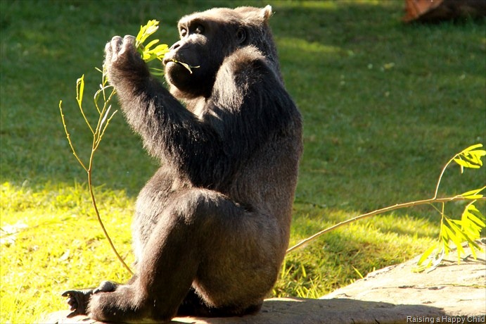 [Jan7_Zoo6%255B3%255D.jpg]