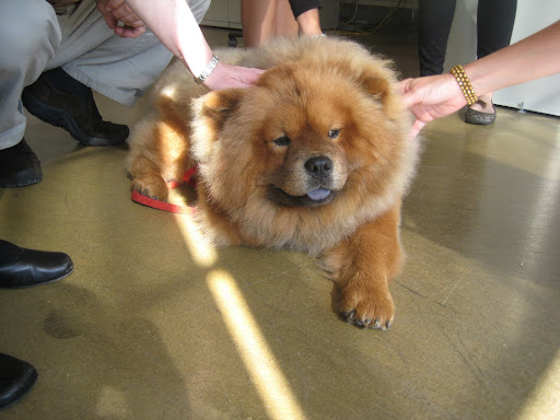 People just can't resist petting my fluffy mane.