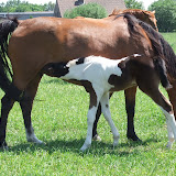 veulenszomer2011 023.jpg