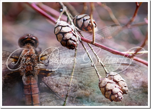 Dragonfly Pinecone 57 WM