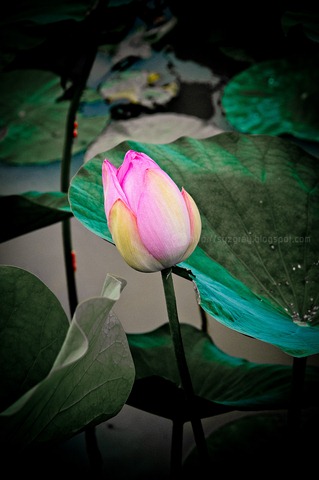 DSC_2536 DSC_2536