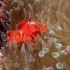 Anemone fish