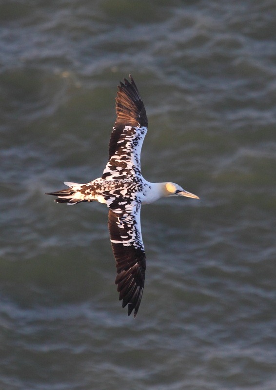 [gannet2%255B3%255D.jpg]