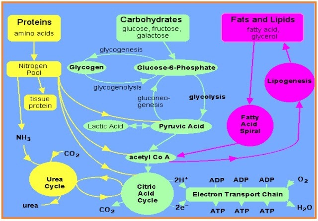 METABOLISME SEL