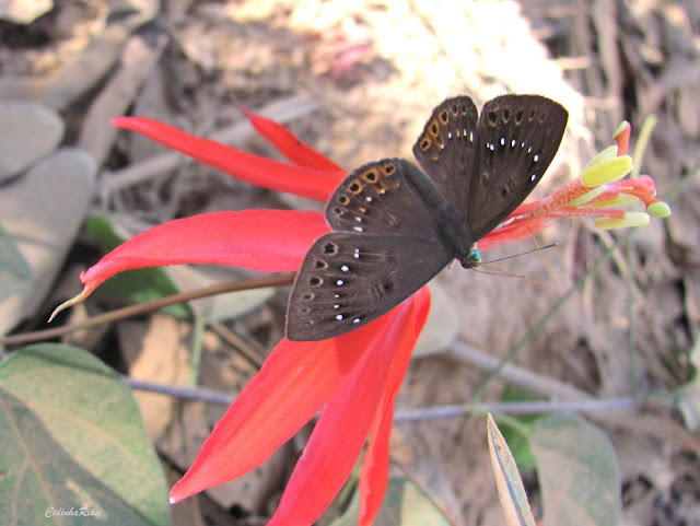 Eurybia halimede passercula STICHEL, 1915. Forêt au Nord de Colider (Mato Grosso, Brésil), août 2011. Photo : Cidinha Rissi