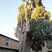 cipresse sanfrancesco-verucchio-06-12-2012-00003.jpg