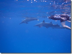 ハワイ島イルカ ハワイ島イルカ