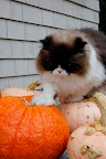He's still advancing!  That is one bold cat, if you ask me!