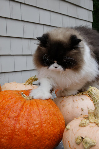 He's still advancing!  That is one bold cat, if you ask me!