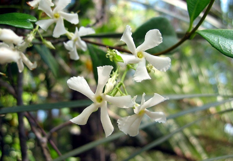 [confed-jasmine44.jpg]
