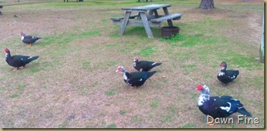 ducks
