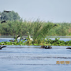IMG_3768.JPG