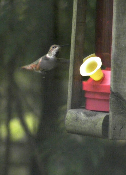 Spotting Image 1