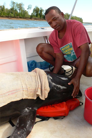 In May-June of 2008, the Wildlife Conservation Society led an international stranding response team to a mass stranding of approximately 100 melon-headed whales in the coastal mangroves of northeastern Madagascar. WCS researchers and other stranding team members worked to capture some of the melon-headed whales in order to transport them to the open ocean. The stranding was caused by seismic testing conducted by an ExxonMobil. Photo: T. Collins / WCS