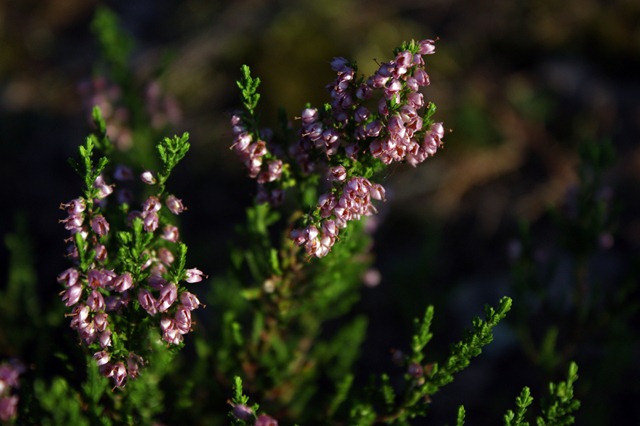 mökki 387