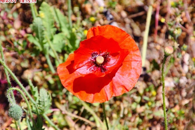 2014_0707_101512 2014_0707_101512