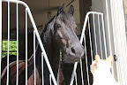 Sasa, if I were able to find a mounting block high enough, would you take me for a ride?