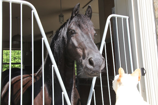 Sasa, if I were able to find a mounting block high enough, would you take me for a ride?