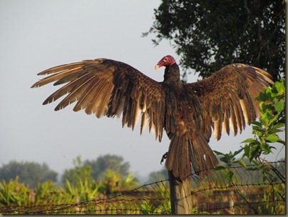 turkey vulture drying wings turkey vulture drying wings