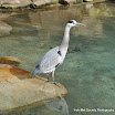 Linda Nolan Blue Heron.jpg