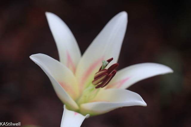 [name%2520this%2520lily-1%255B2%255D.jpg]