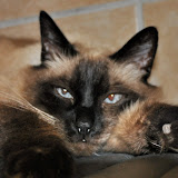 gatti