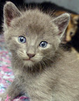 Punkin is from BARK Avenue Foundation in Los Angeles. To learn more about Punkin, click on the link to the shelter below.