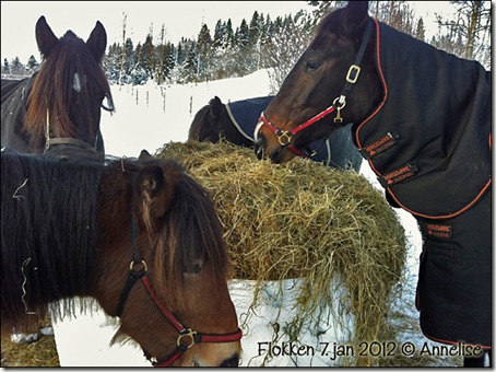 2012_flokken-7jan