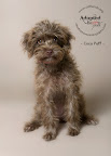 Coco Puff was rescued by Friends for Life Animal Rescue in Arizona. She was adopted and renamed Carlie. Carlie is a happy, friendly, energetic cuddlebug who is very attached to her new mom, Kristina.  Carlie's new family is delighted to have her in their home!