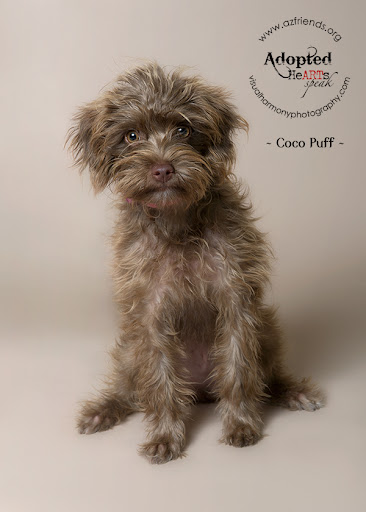 Coco Puff was rescued by Friends for Life Animal Rescue in Arizona. She was adopted and renamed Carlie. Carlie is a happy, friendly, energetic cuddlebug who is very attached to her new mom, Kristina. Carlie's new family is delighted to have her in their home! Coco Puff was rescued by Friends for Life Animal Rescue in Arizona. She was adopted and renamed Carlie. Carlie is a happy, friendly, energetic cuddlebug who is very attached to her new mom, Kristina. Carlie's new family is delighted to have her in their home!