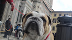 Voof From Italy!