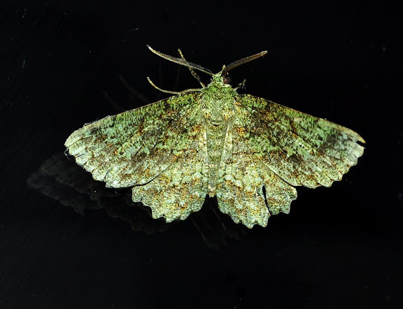 Geometridae : Geometrinae : Hypodoxa muscosaria GUÉNÉE, 1857. Umina Beach (New South Wales, Australie), 6 mars 2011. Photo : Barbara Kedzierski
