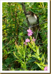 Black-billed Cuckoo (Coccyzus erythropthalmus) 