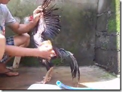 memendikan ayam 007 memendikan ayam 007