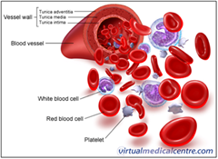 Struktur darah