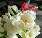 Aren't these tulips lovely? They were so perfect for the story.